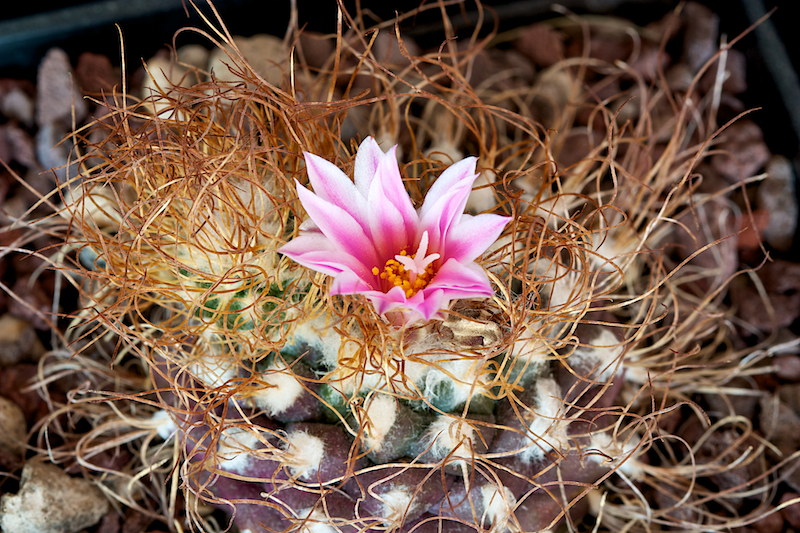 Turbinicarpus pseudomacrochele 