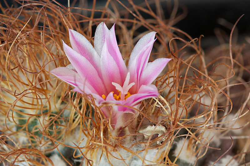 Turbinicarpus pseudomacrochele 