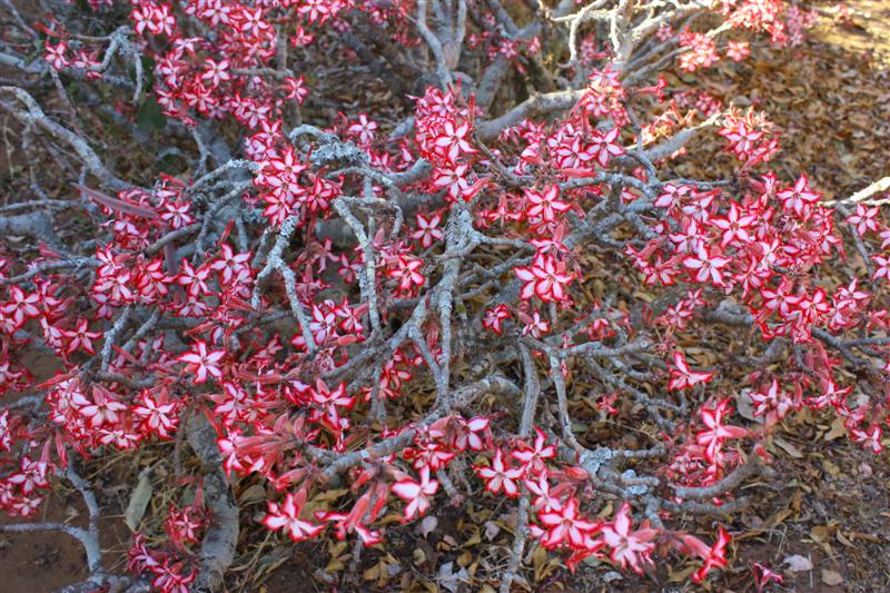 Adenium multiflorum 