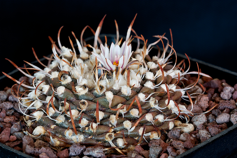 Turbinicarpus bonatzii 