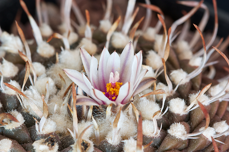 Turbinicarpus bonatzii 