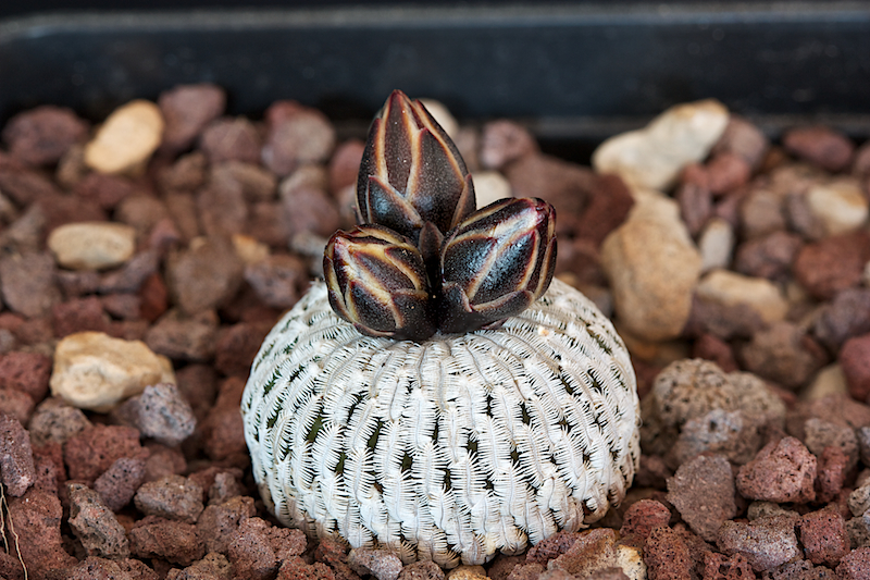 Turbinicarpus pseudopectinatus 