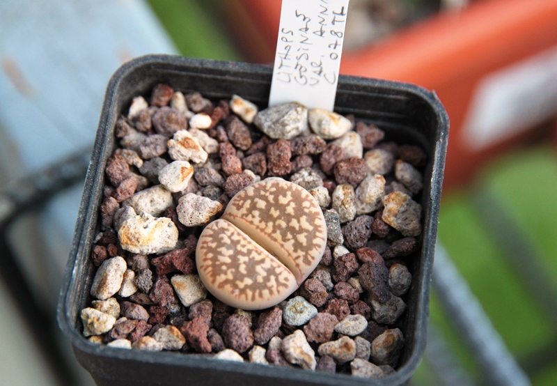 Lithops gesinae v. annae C78