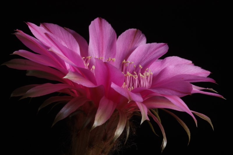 echinopsis cv. syncopation