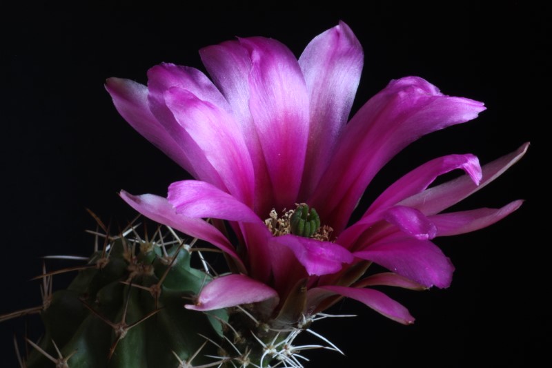 Echinocereus fendleri ssp. kuenzleri 