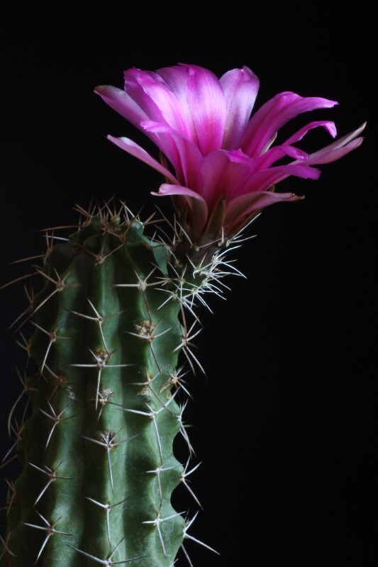 Echinocereus fendleri ssp. kuenzleri 