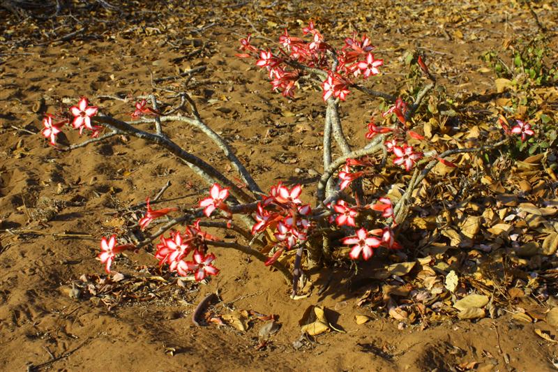 Adenium multiflorum 