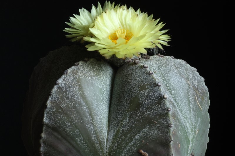 Astrophytum myriostigma 