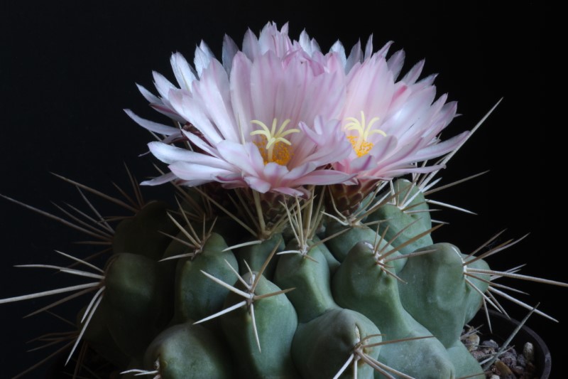 Thelocactus rinconensis ssp. nidulans 