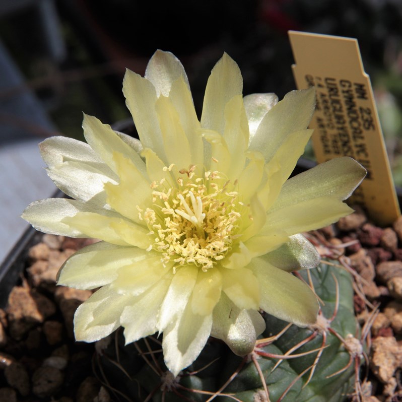 Gymnocalycium uruguayense 