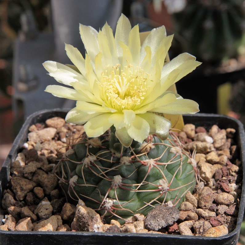 Gymnocalycium uruguayense 