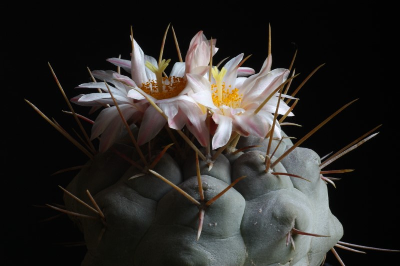 thelocactus hexaedrophorus