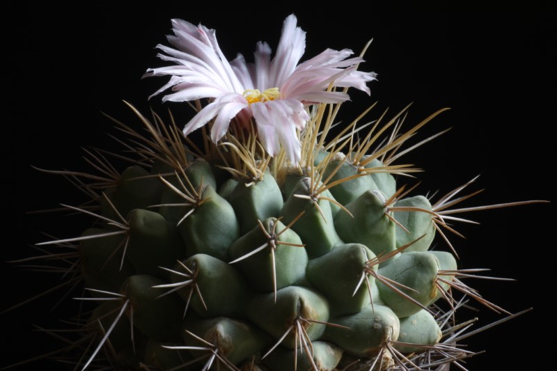 thelocactus rinconensis ssp. nidulans