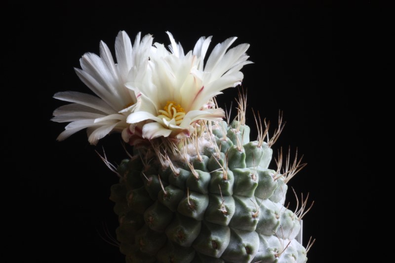 Strombocactus disciformis 
