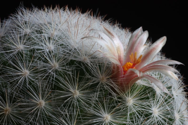 Mammillaria candida 