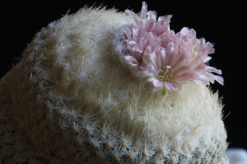 epithelantha bokei