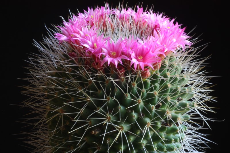 mammillaria polythele cv. unpico