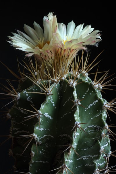 Astrophytum ornatum 