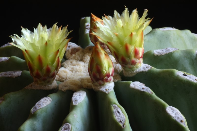 ferocactus glaucescens v. inermis