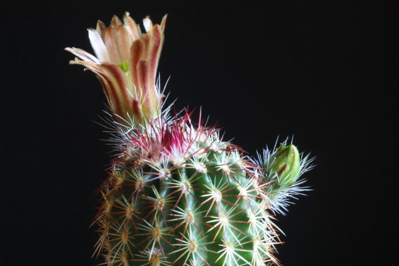 echinocereus chloranthus