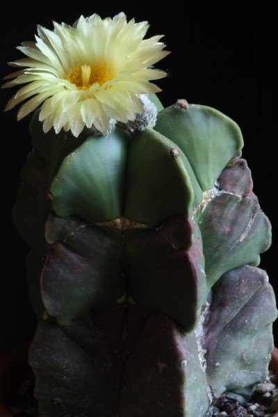 Astrophytum myriostigma v. nudum 