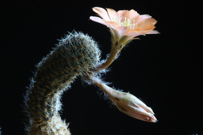 Rebutia haagei ssp. mudanensis 