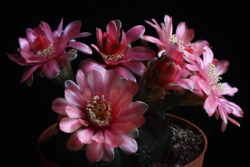 Gymnocalycium baldianum 