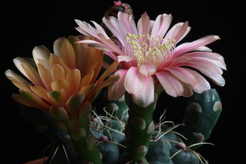 Gymnocalycium baldianum 