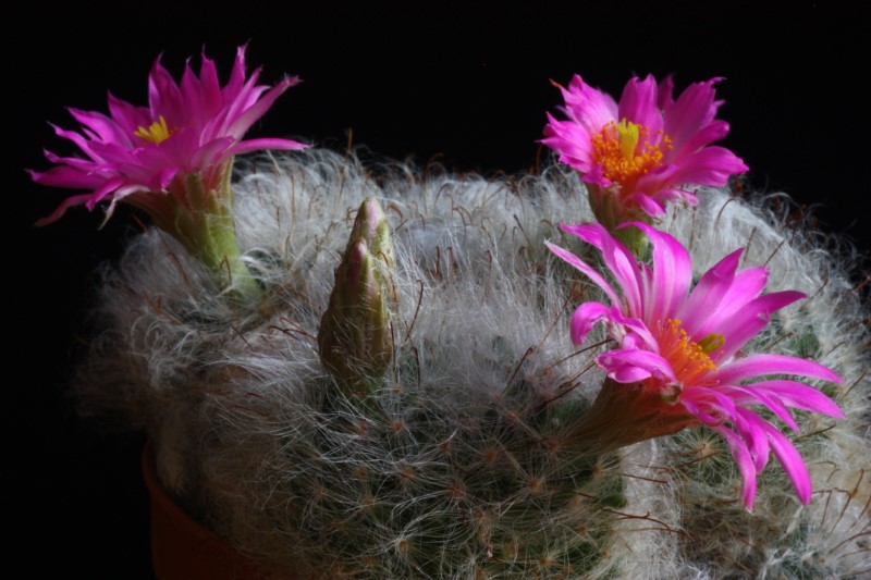 mammillaria guelzowiana