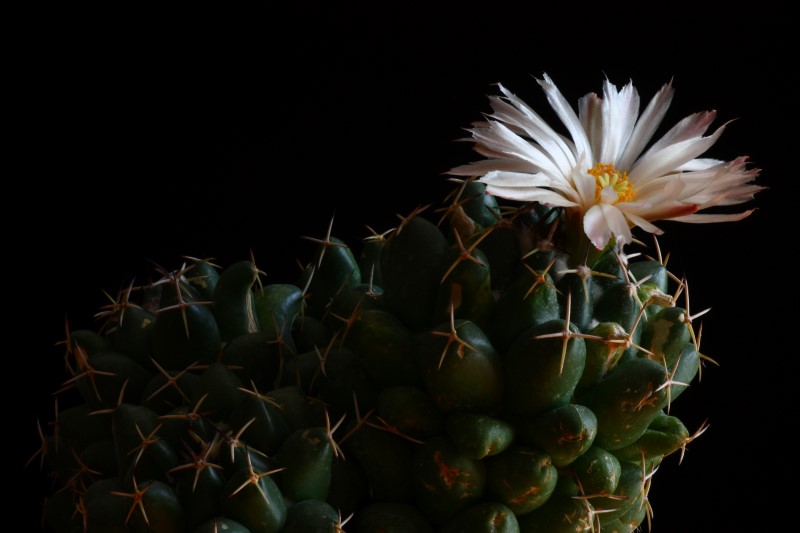 Coryphantha maiz-tablasensis 