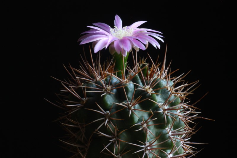 gymnocalycium neuhuberi