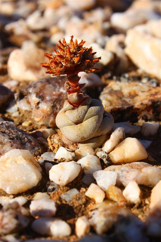 Crassula columnaris 