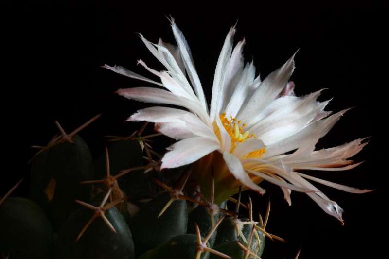 Coryphantha maiz-tablasensis 