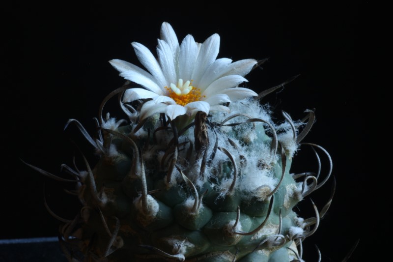 turbinicarpus klinkerianus