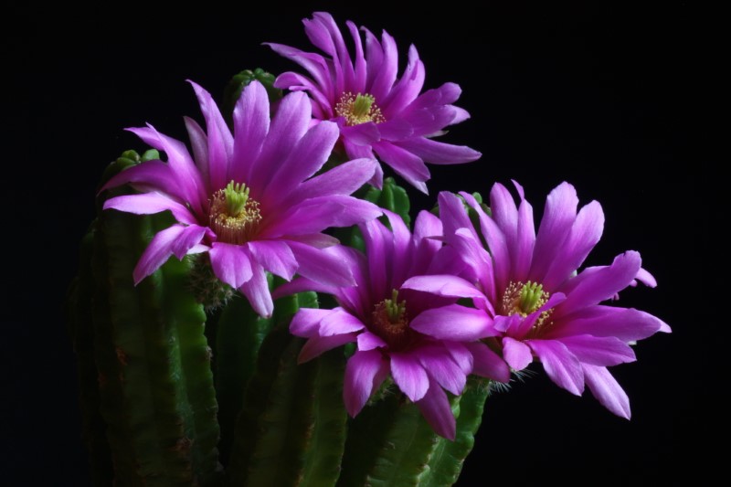 echinocereus  morricalii