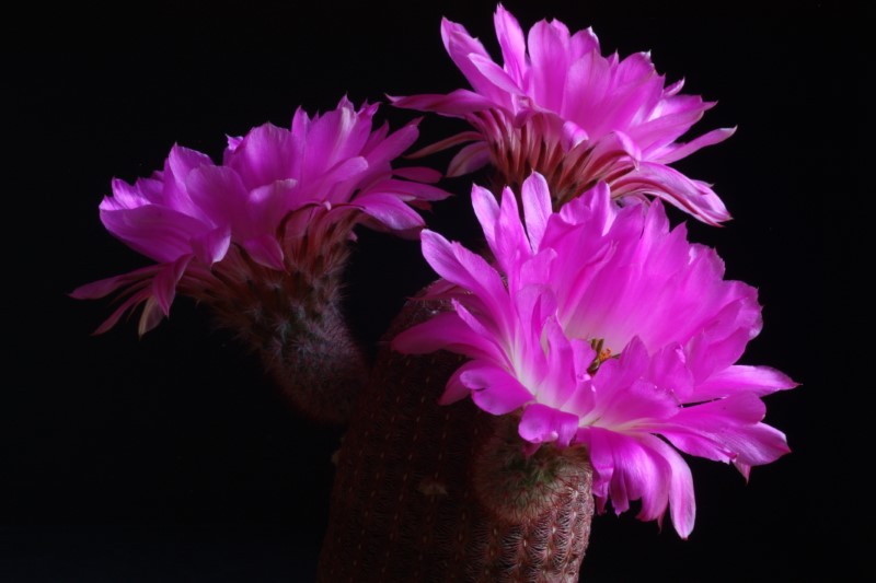 echinocereus rigidissimus ssp. rubispinus