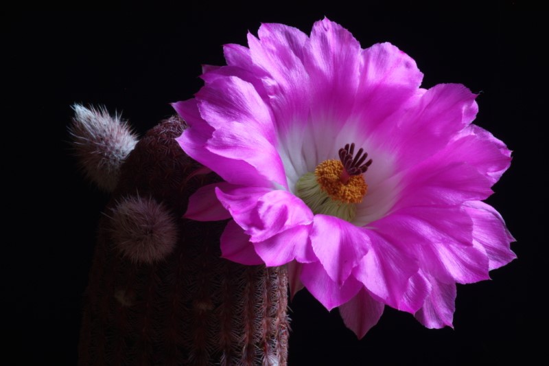 Echinocereus rigidissimus ssp. rubispinus 