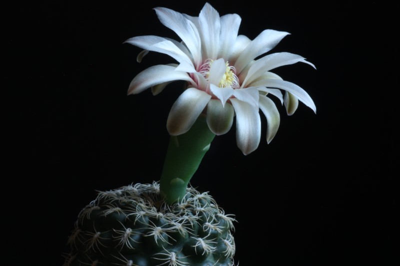 gymnocalycium parvulum ssp. huettneri