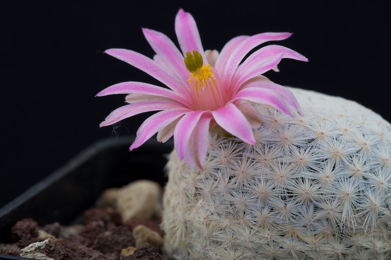 Mammillaria herrerae 