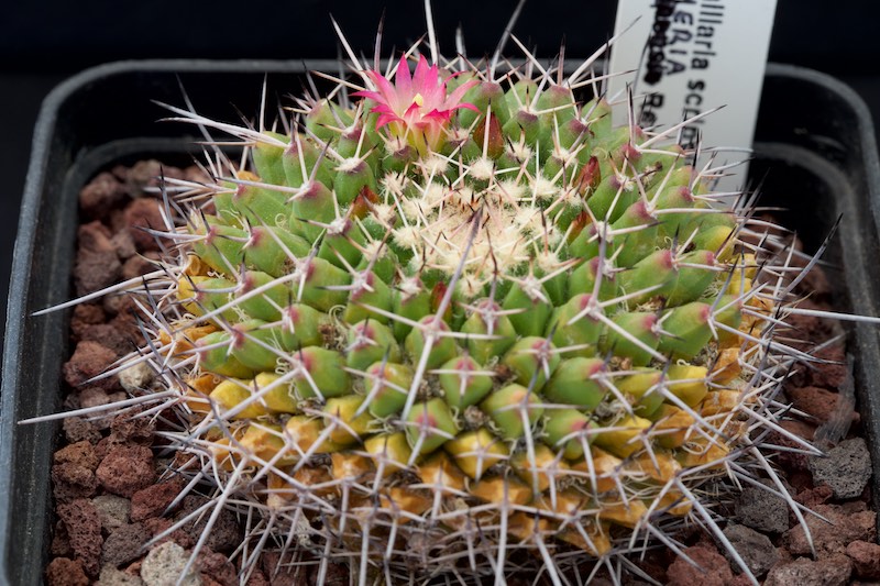 Mammillaria scrippsiana v. armeria 