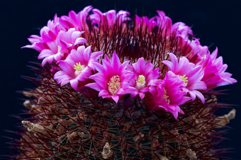 Mammillaria spinosissima cv. Rubra 