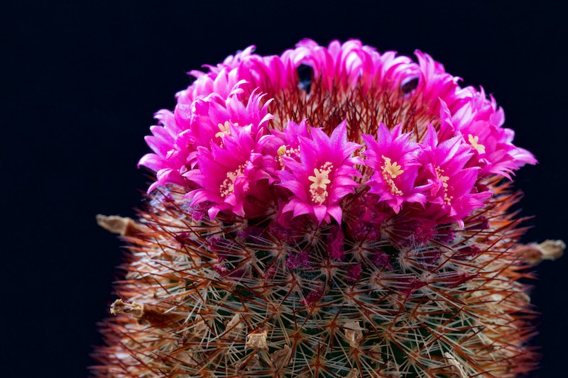 Mammillaria meyranii 