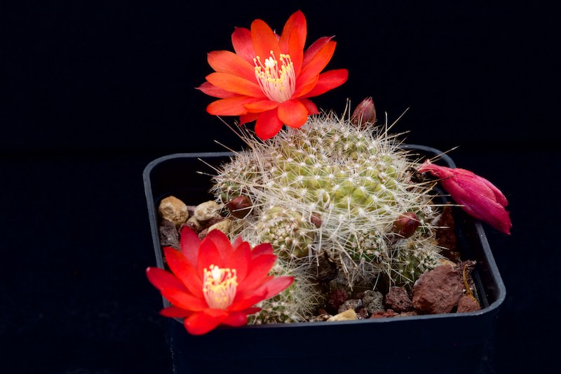 Rebutia albiareolata 