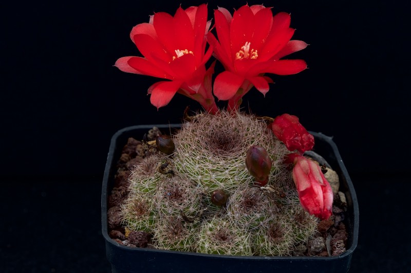 Rebutia padcayensis 