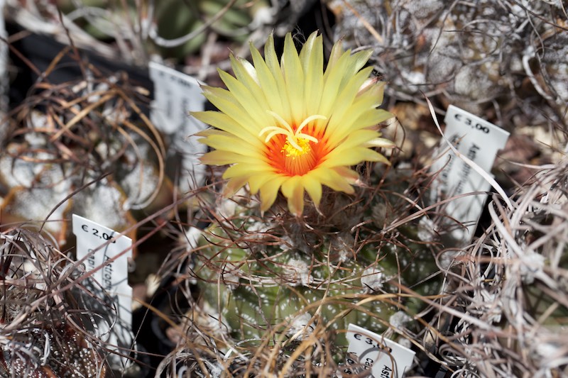 Astrophytum capricorne x asterias 