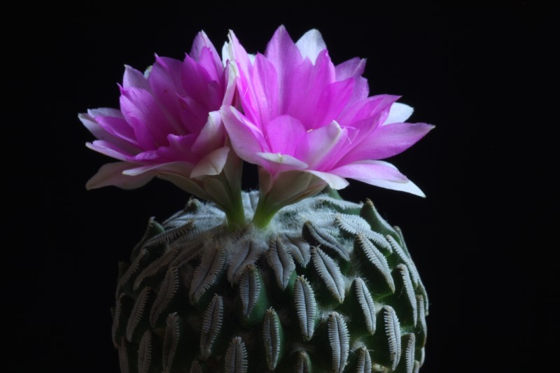 Pelecyphora aselliformis 