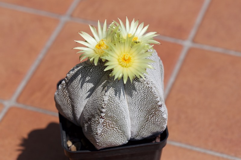 Astrophytum myriostigma cv. onzuka 