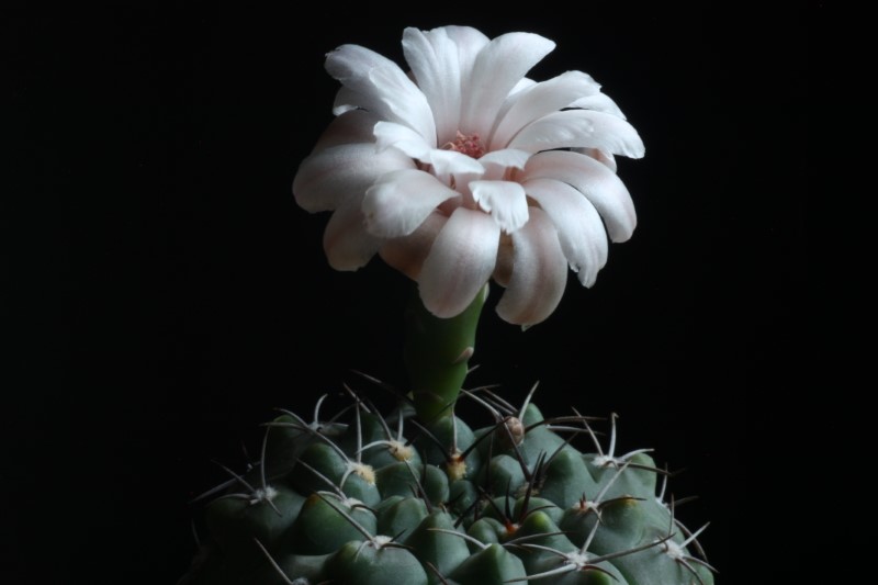 Gymnocalycium ferrarii 