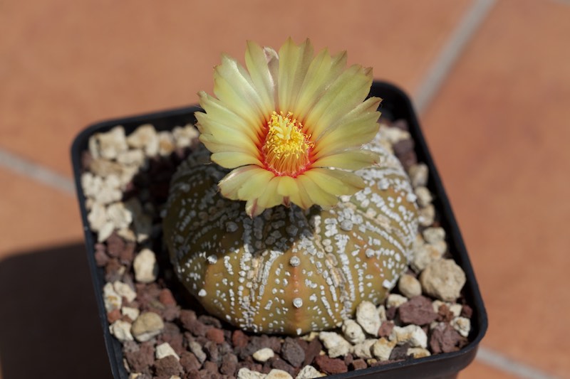 Astrophytum asterias cv. super kabuto 