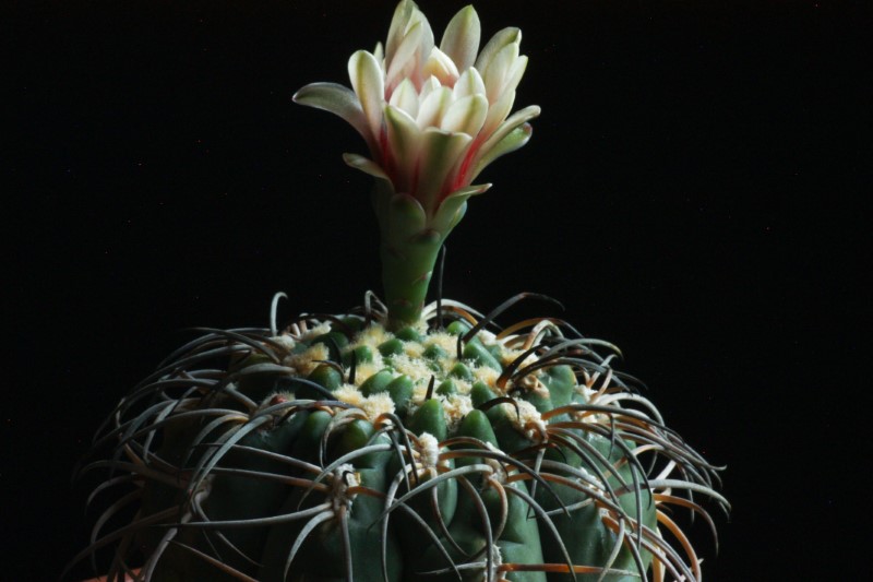 gymnocalycium spegazzinii